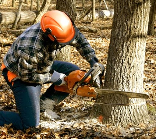Tree Removal in Holbrook, MA